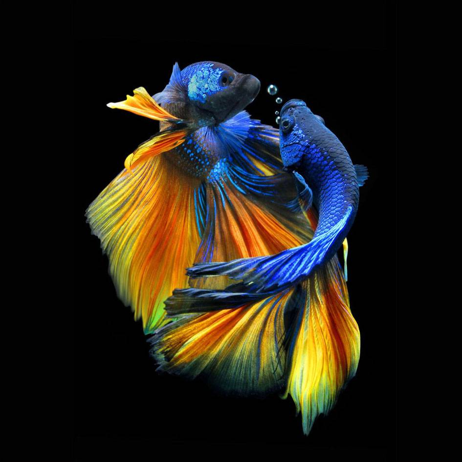 Obraz Signal BETTA I