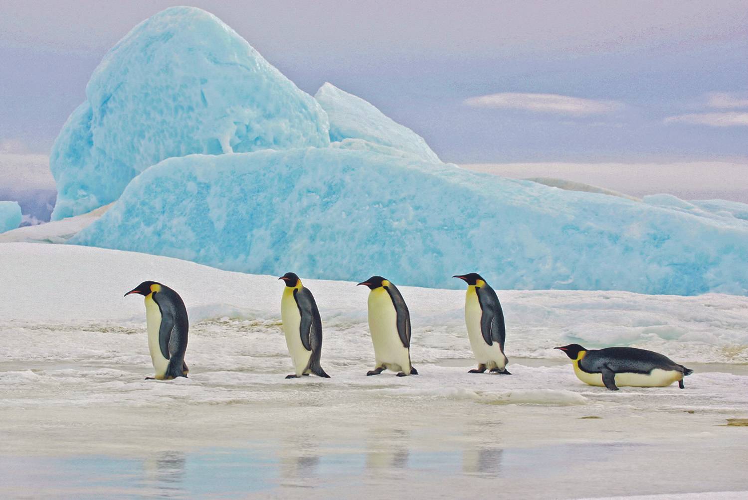 Obraz na stenu PENGUINS